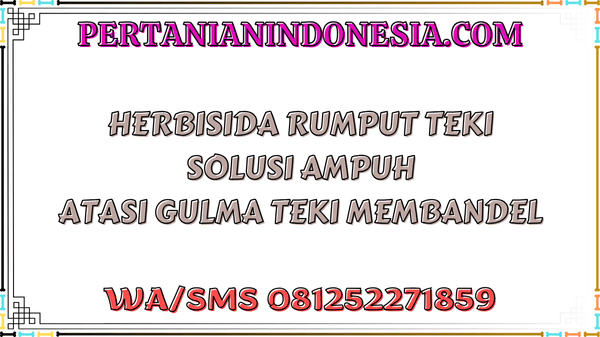 Herbisida Rumput Teki Solusi Ampuh Atasi Gulma Teki Membandel